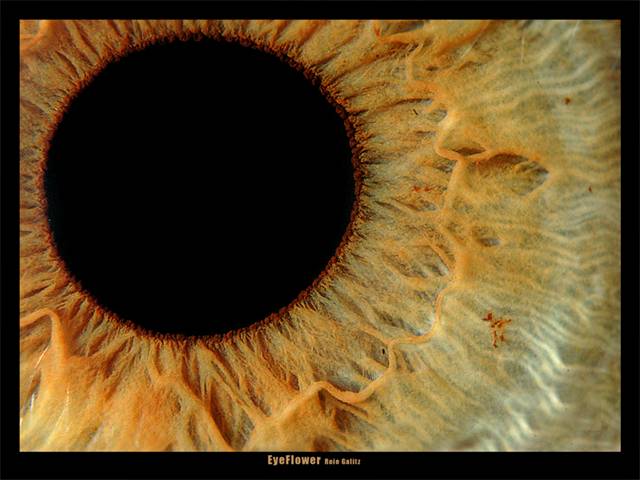 צולם עם 3 טבעות הארכה ופילטר מקרב (Close-up lens) 10+ של B+W. זו עין אנושית.